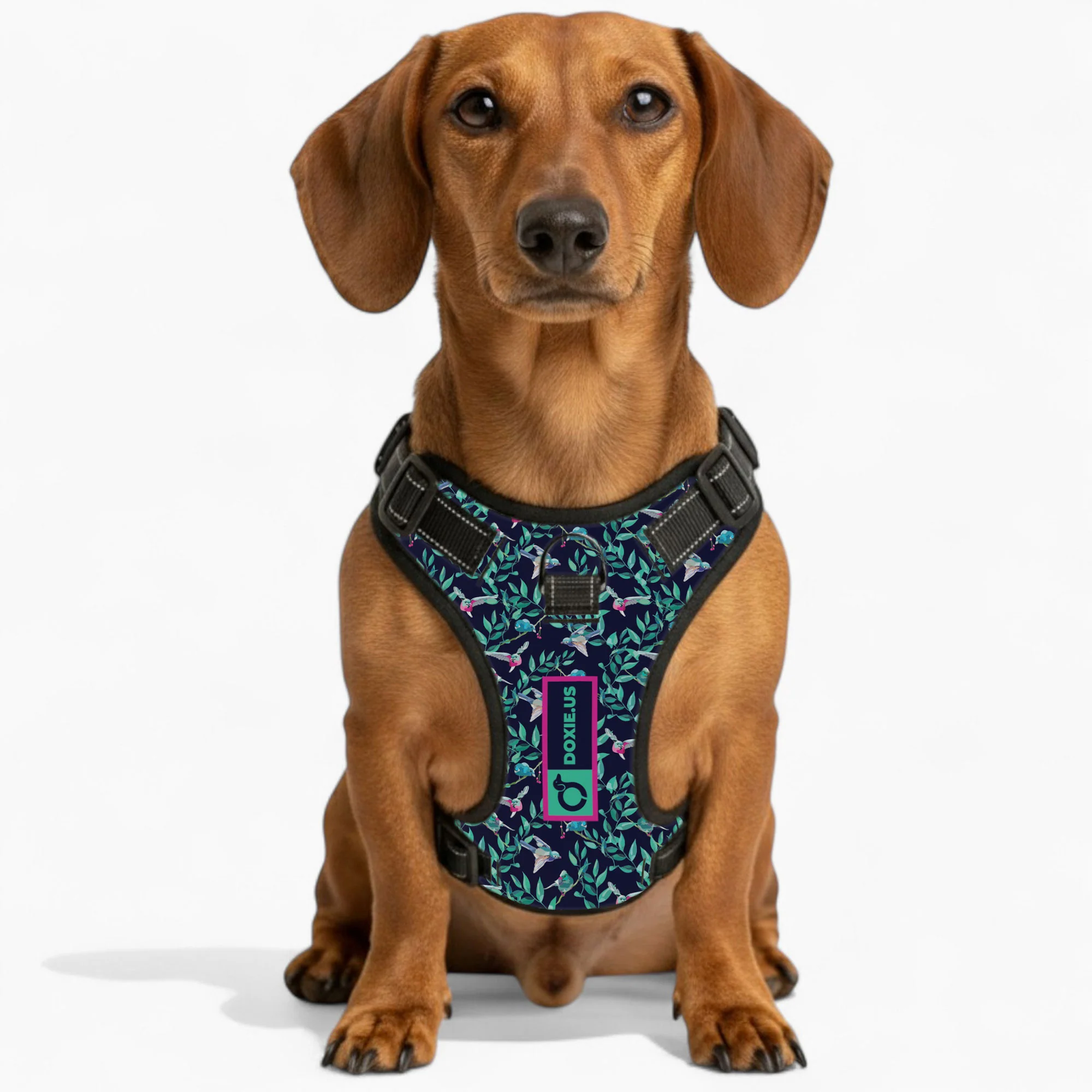 No-Pull Dachshund Dog Harness