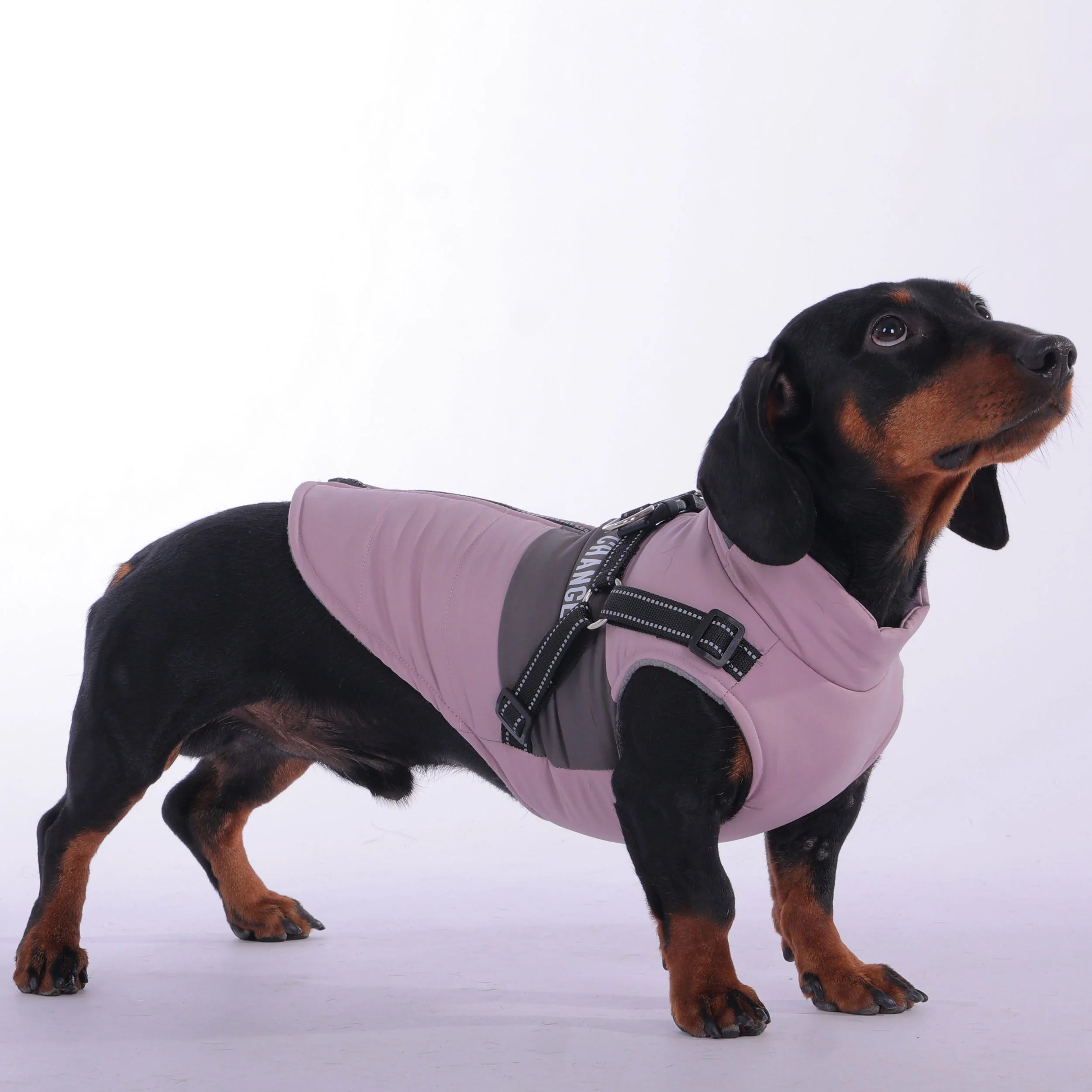Harness for your dachshund
